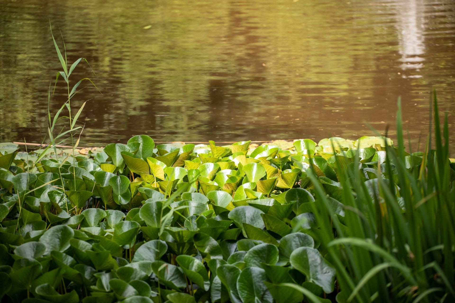 20220701_1704__MG_8805