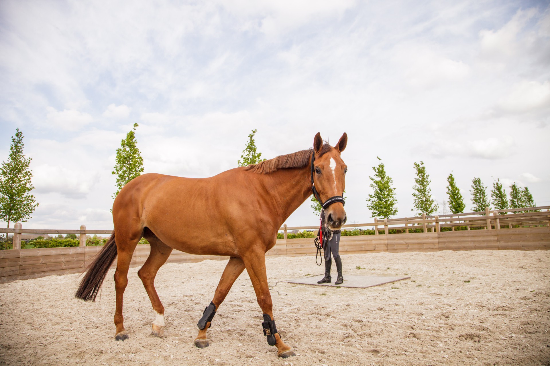 Fencing Hendriks Sporthorses-5