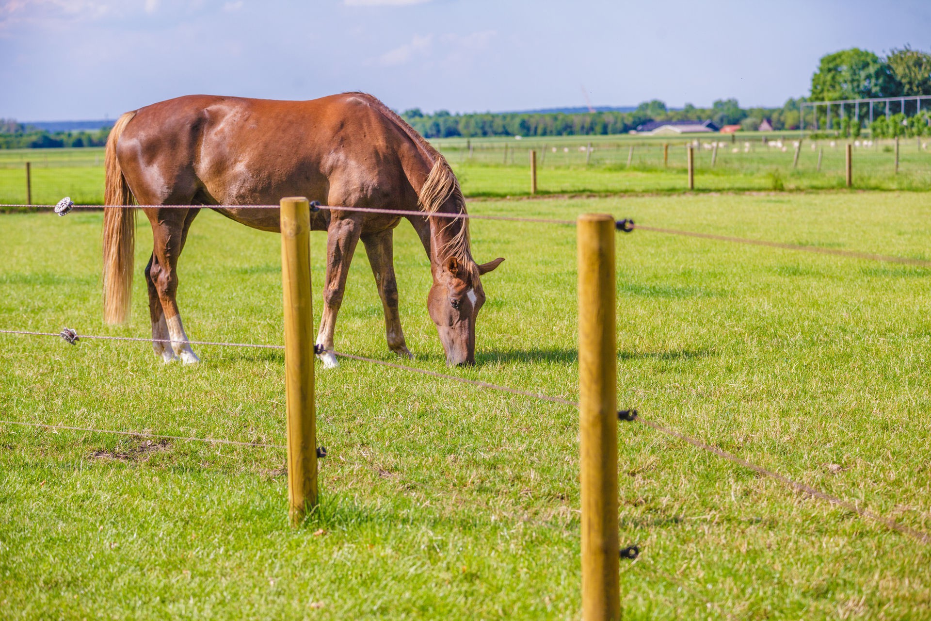 Hendriks Fence-12
