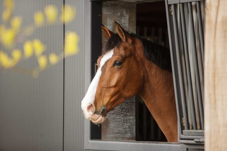 Hendriks Sporthorses 2018 (26)