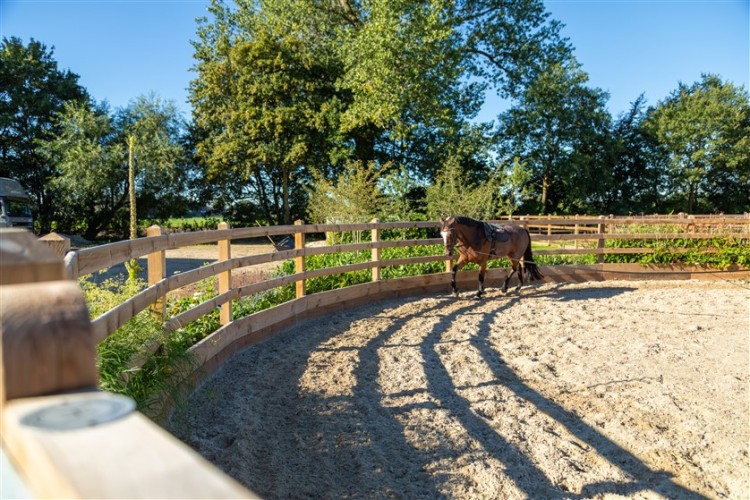 paardenomheining gemeente montferland (15)